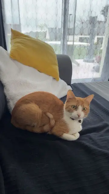 chatte lost   29140 Rosporden Monoï