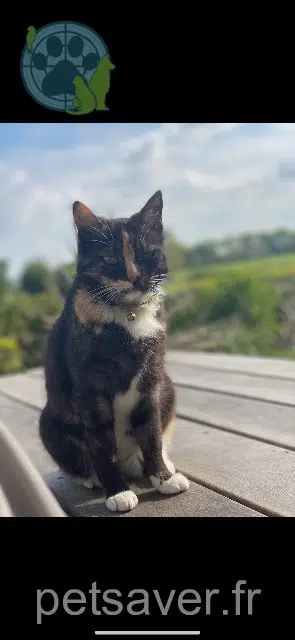 chatte lost   29410 Pleyber-Christ Muffin