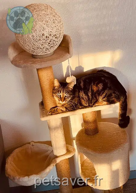 chatte lost   29300 Quimperlé Mylla