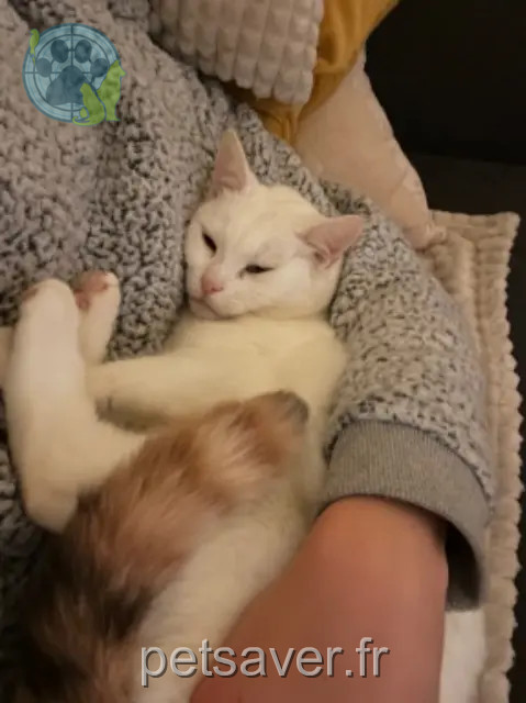 gatta persa 29140 Melgven Nala gatta lost 29140 Melgven Nala