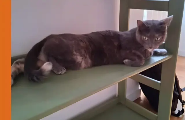 chatte lost   29000 Quimper Nala