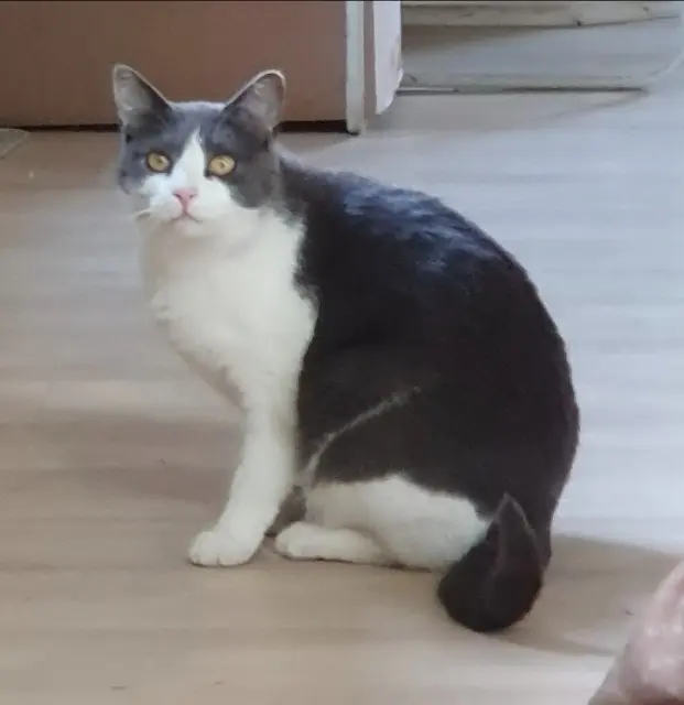 chatte lost   29000 Quimper Naruto