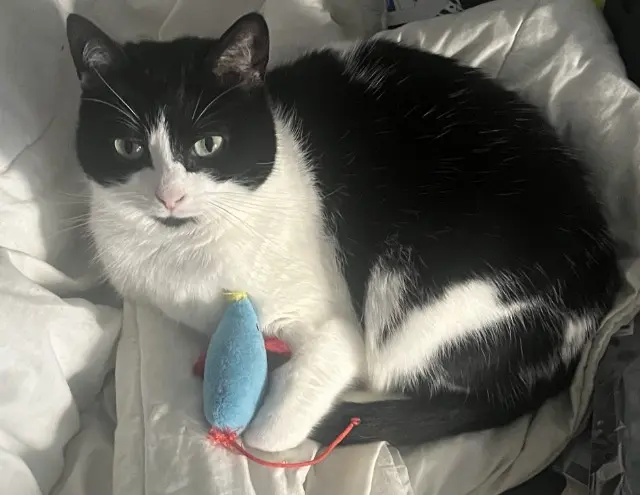 chatte lost   29000 Quimper Naya