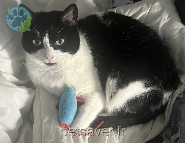 chatte perdue 29000 Quimper Naya chatte lost 29000 Quimper Naya