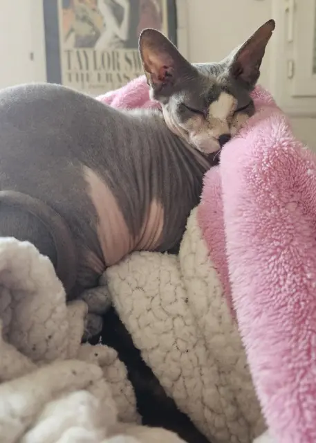 chatte lost   29100 Douarnenez Naya