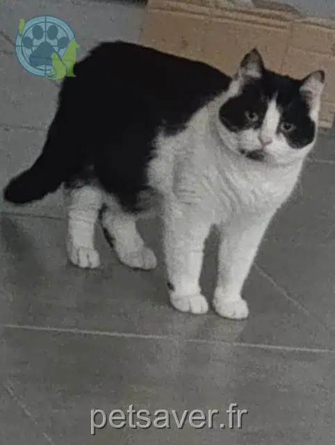 chatte lost   29000 Quimper Neutrogena