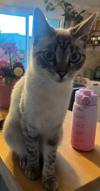 chatte lost   29260 Le Folgoët Orana