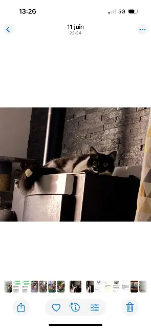 chatte lost   29810 Plouarzel Oreo