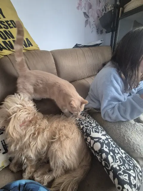 chatte lost   29260 Le Folgoët Perle