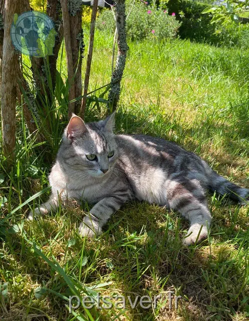 chatte lost 29380 Bannalec Perle