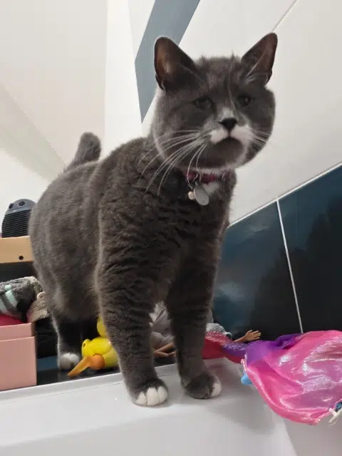 chatte lost   29300 Baye Pistache