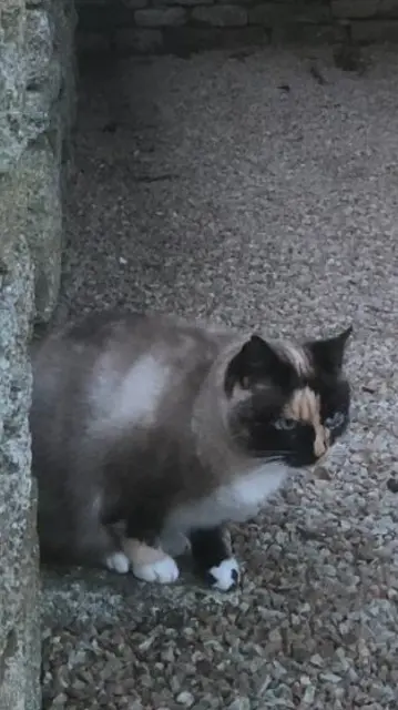 chatte lost   29740 Plobannalec-Lesconil Melba