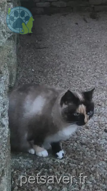 cat lost 29740 Plobannalec-Lesconil Melba cat lost 29740 Plobannalec-Lesconil Melba