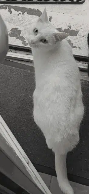 chatte lost   29820 Guilers Plume