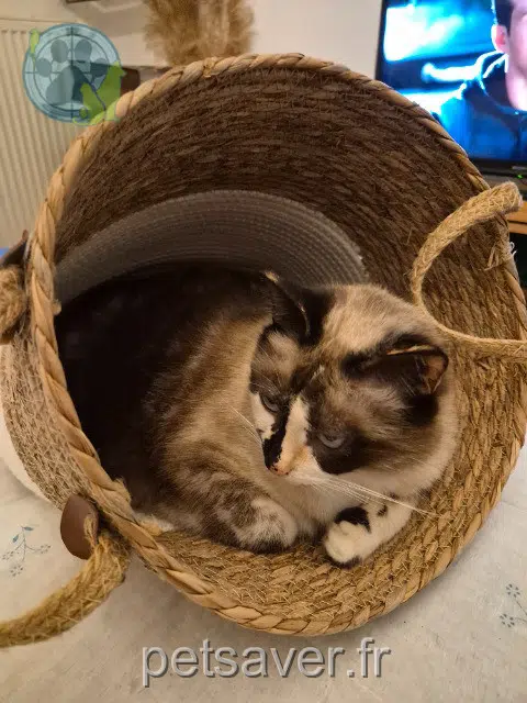 chatte lost 29800 Landerneau Poussy