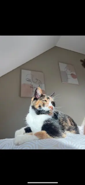 chatte lost   29520 Châteauneuf-du-Faou Pralyne