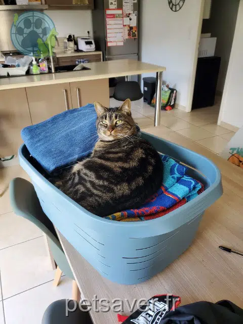 chatte lost   29800 Pencran Pétunia