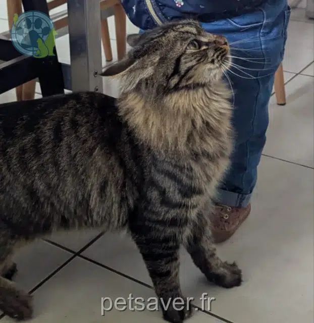 chatte lost   29280 Locmaria-Plouzané Quincy
