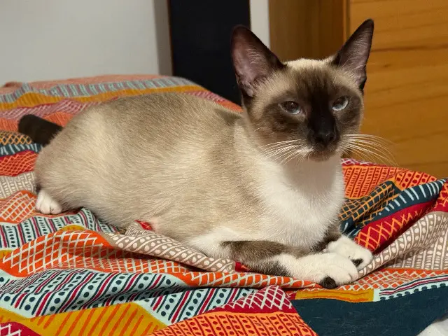 chatte lost   29950 Bénodet Raja