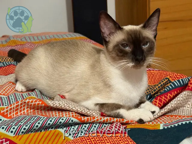 gatta persa 29950 Bénodet Raja gatta lost 29950 Bénodet Raja