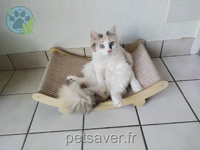 chatte lost 29830 Saint-Pabu Riley