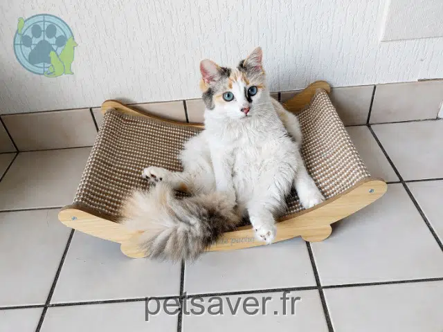 chatte perdue 29830 Saint-Pabu Riley chatte lost 29830 Saint-Pabu Riley