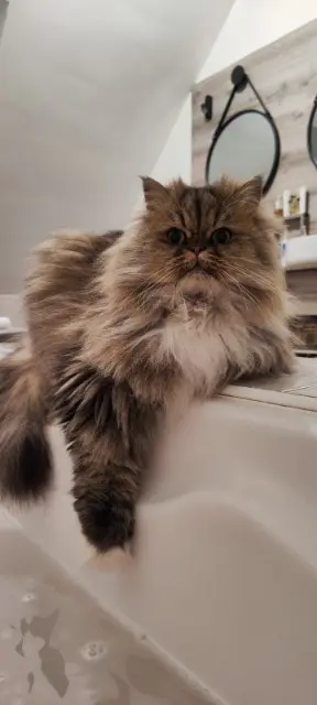 chatte lost   29190 Pleyben Ro