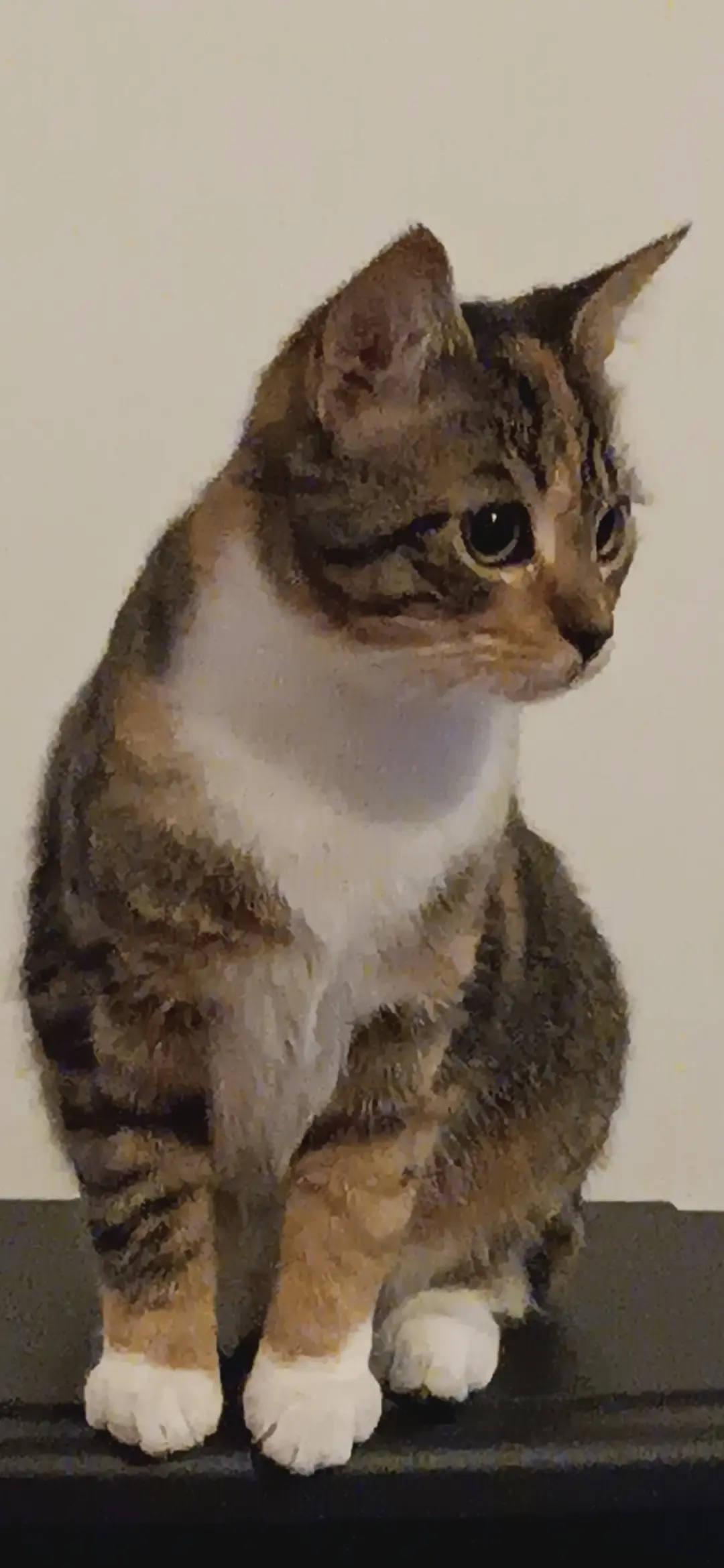 Katze vermisst 29850 Gouesnou Romy Katze lost 29850 Gouesnou Romy