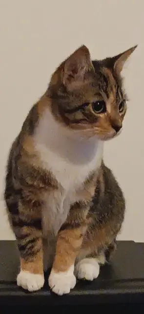 kat vermist 29850 Gouesnou Romy kat lost 29850 Gouesnou Romy