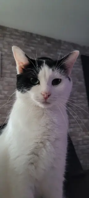 chatte lost   29410 Saint-Thégonnec Loc-Eguiner Saucisse