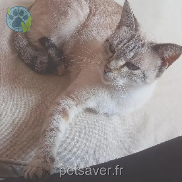 chatte perdue 29720 Plonéour-Lanvern Satine chatte lost 29720 Plonéour-Lanvern Satine