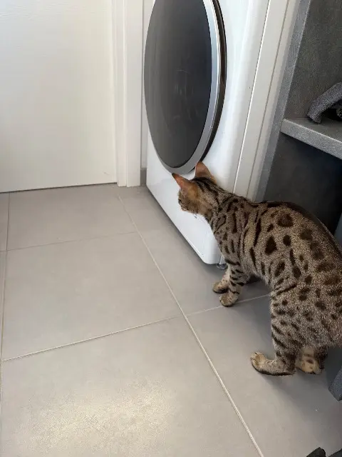 chatte lost   29950 Gouesnach Saucisse
