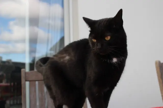 chatte lost   29720 Plonéour-Lanvern Scarlett