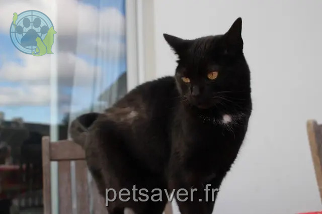 kat vermist 29720 Plonéour-Lanvern Scarlett kat lost 29720 Plonéour-Lanvern Scarlett