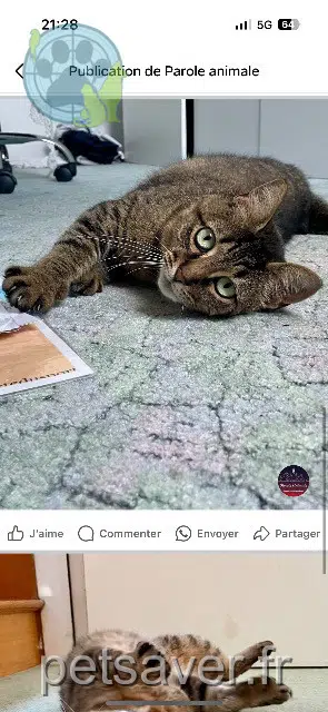 chatte lost   29120 Pont-l'Abbé Scylla