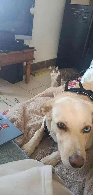 chatte lost   29860 Le Drennec Setti