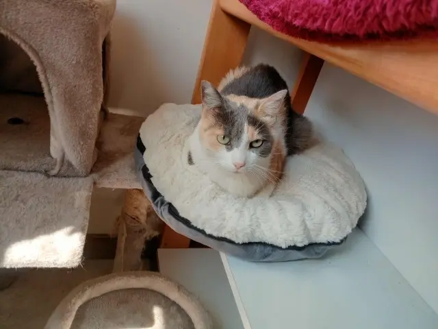 chatte lost   29300 Quimperlé Sinta