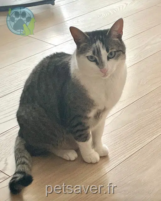 chatte lost   29820 Guilers Speedy