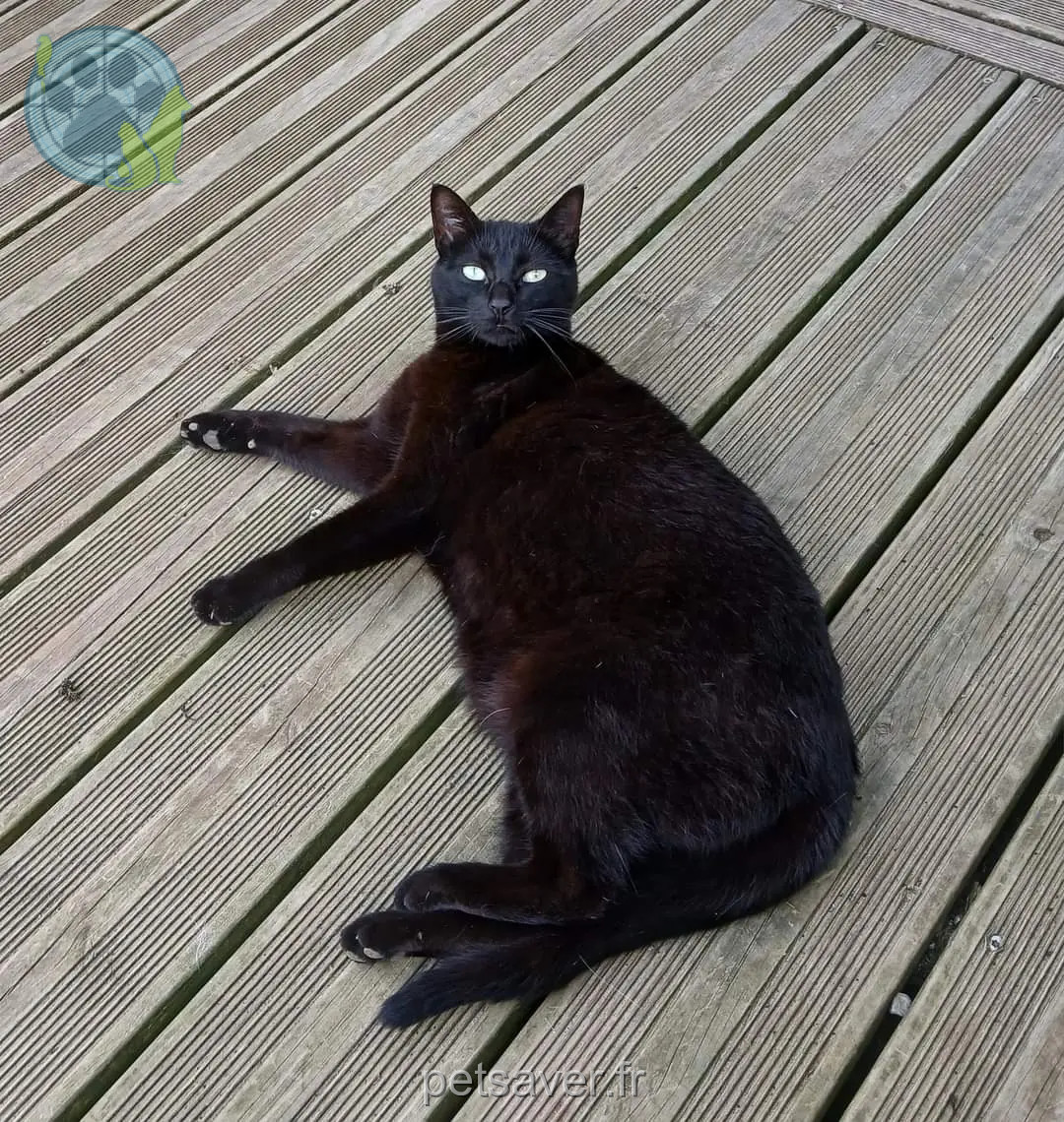 Chatte Perdue 29 Finistère - Swann Chatte Perdue 29 Finistère - Swann