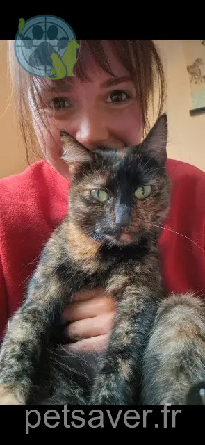gata perdida 29800 Saint-Divy Takia gata lost 29800 Saint-Divy Takia