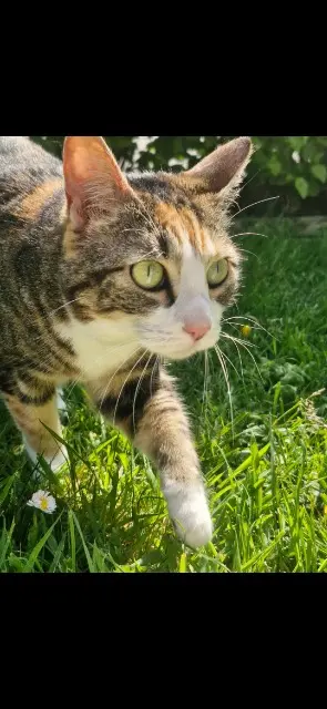 chatte lost   29260 Le Folgoët Tally