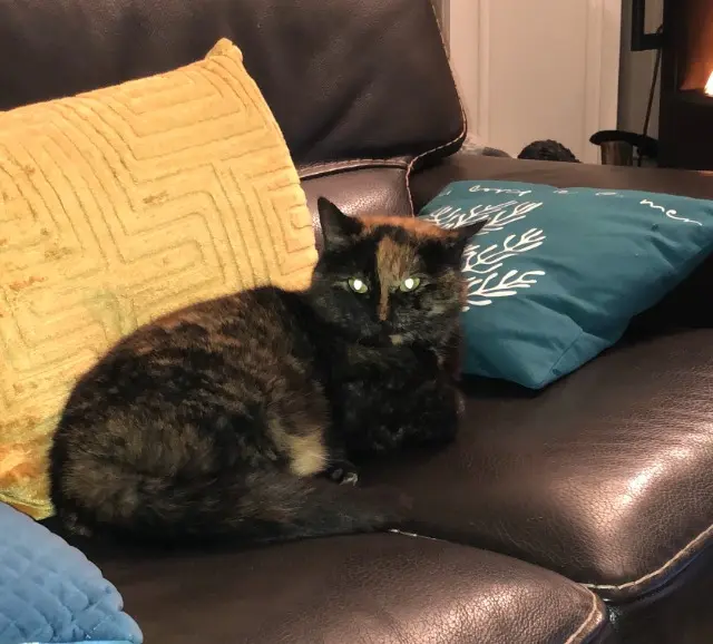 chatte lost   29217 Le Conquet TIKI