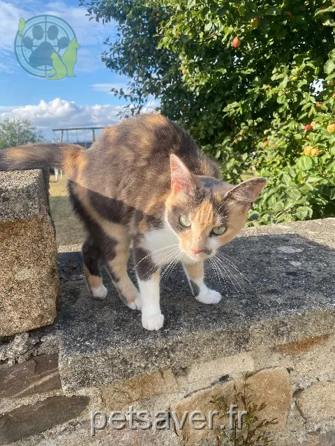 kat vermist 29100 Pouldergat Tina kat lost 29100 Pouldergat Tina