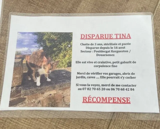 chatte lost   29100 Pouldergat Tina