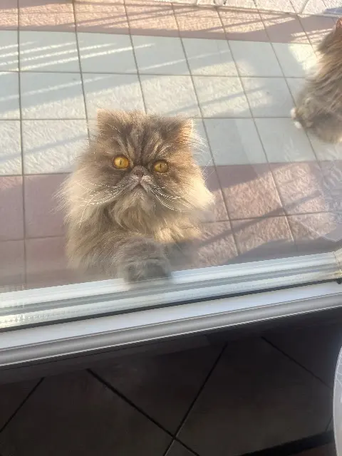 chatte lost   29780 Plouhinec Topaze