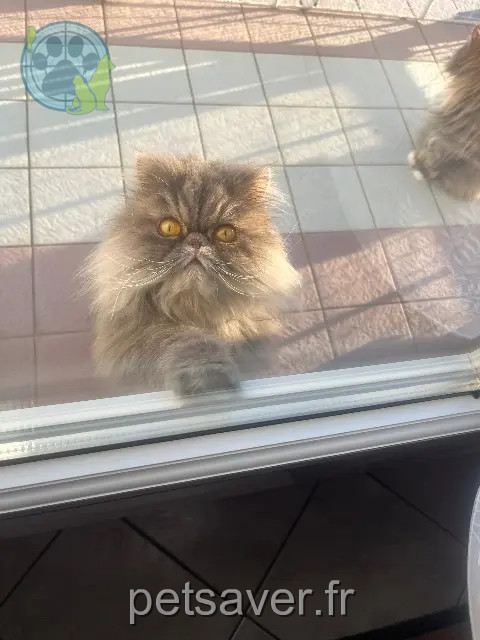 kat vermist 29780 Plouhinec Topaze kat lost 29780 Plouhinec Topaze