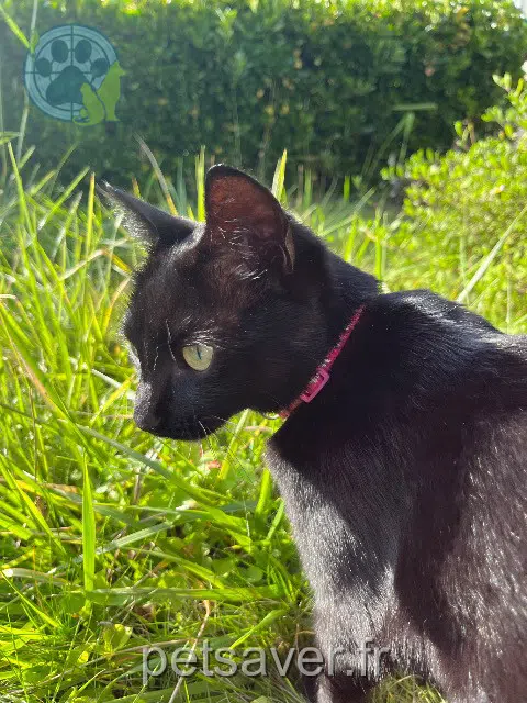 chatte lost   29870 Lannilis Toun