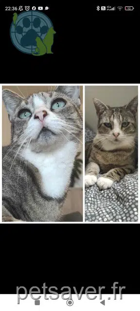 chatte lost   29140 Tourch Opheline