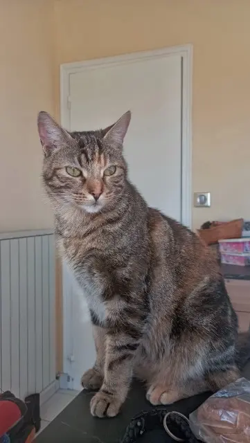 chatte lost   29470 Plougastel-Daoulas Ursa