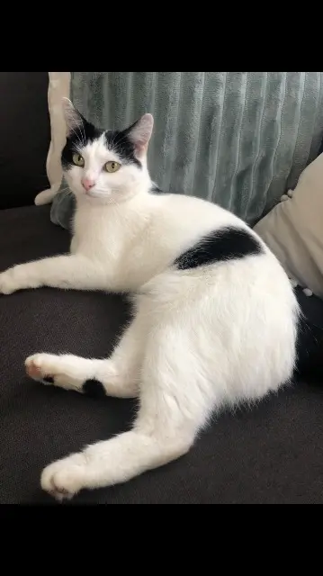 chatte lost   29490 Guipavas UVEL